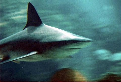 Tubarão mata turista que nadava fora de zona balnear no mar Vermelho