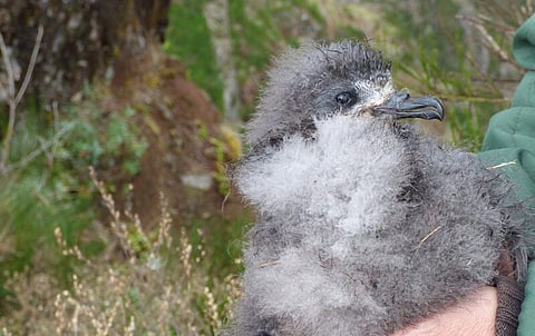 Sociedade para Estudo das Aves alerta para consequências para a única colónia de nidificação do mundo da freira-da-madeira
