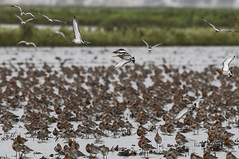 As aves da Lezíria que impediram o aeroporto no Montijo