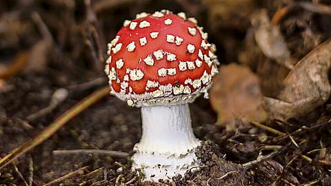 A psilocibina está presente nos cogumelos mágicos.