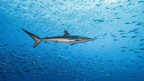 Cientistas registam viagem mais longa de tubarão-seda com 27 500 km em 18 meses
