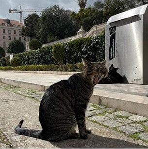 Tobias é um dos gatos que vivem em São Bento.