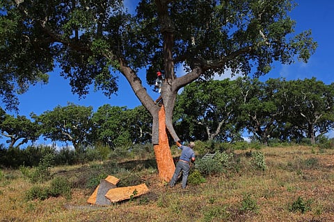 As características da cortiça, “alinhadas” com a sustentabilidade, têm-se revelado uma mais-valia.