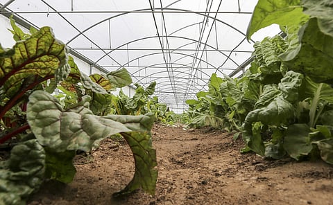 Cortes para agricultura biológica vão ter que ser corrigidos para manter compromissos - Agrobio