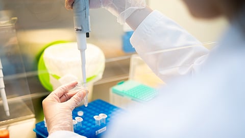 Da biodiversidade marinha aos tumores cerebrais: os projetos que distinguem mulheres cientistas em Portugal