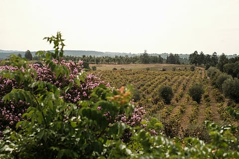 O projeto agrícola ajudou a combater o desemprego na zona