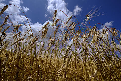 Preços mundias dos bens alimentares caíram 13,7% em 2023
