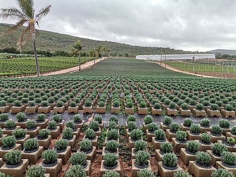 Os viveiros da Viplant ocupam 35 hectares de terreno distribuídos entre Paderne, Alte e Silves, tudo terras algarvias.