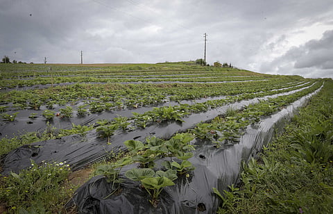 Governo de França anuncia novas medidas sobre setor agrícola