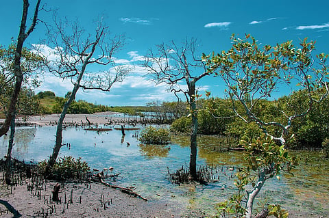 “Não é financeiramente viável destruir os recursos naturais de que os negócios dependem”