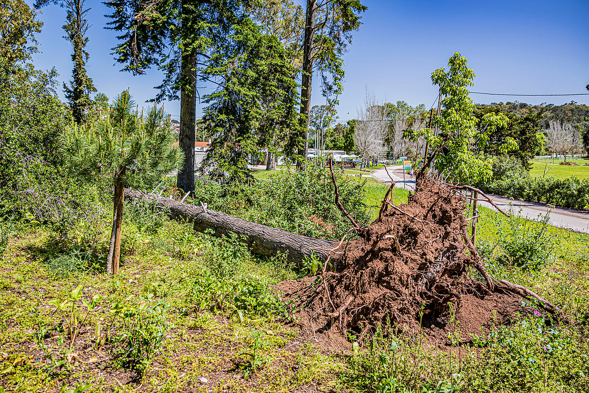 Property owners have until 30 June to clear land in municipalities affected by calamity