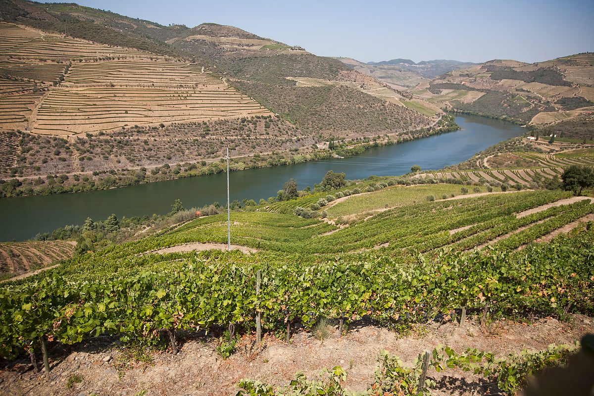 ‘If we start doing the maths, we’ll stop working today’: Douro winegrowers alarmed by costs