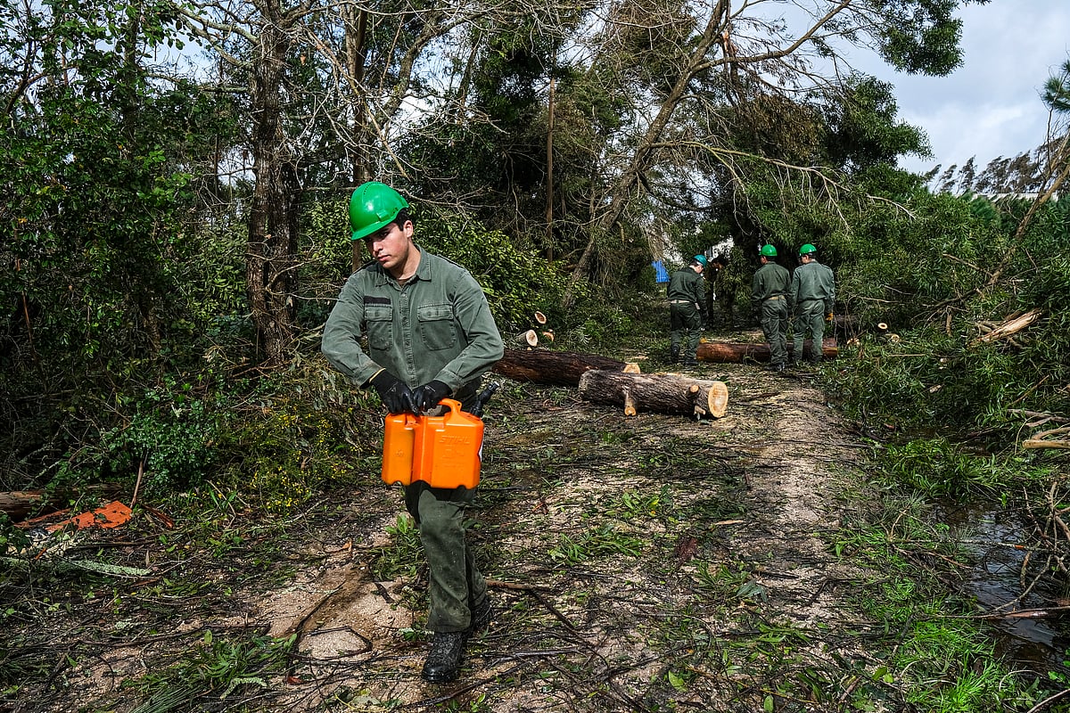 Removal of fallen trees is a government priority before fire season
