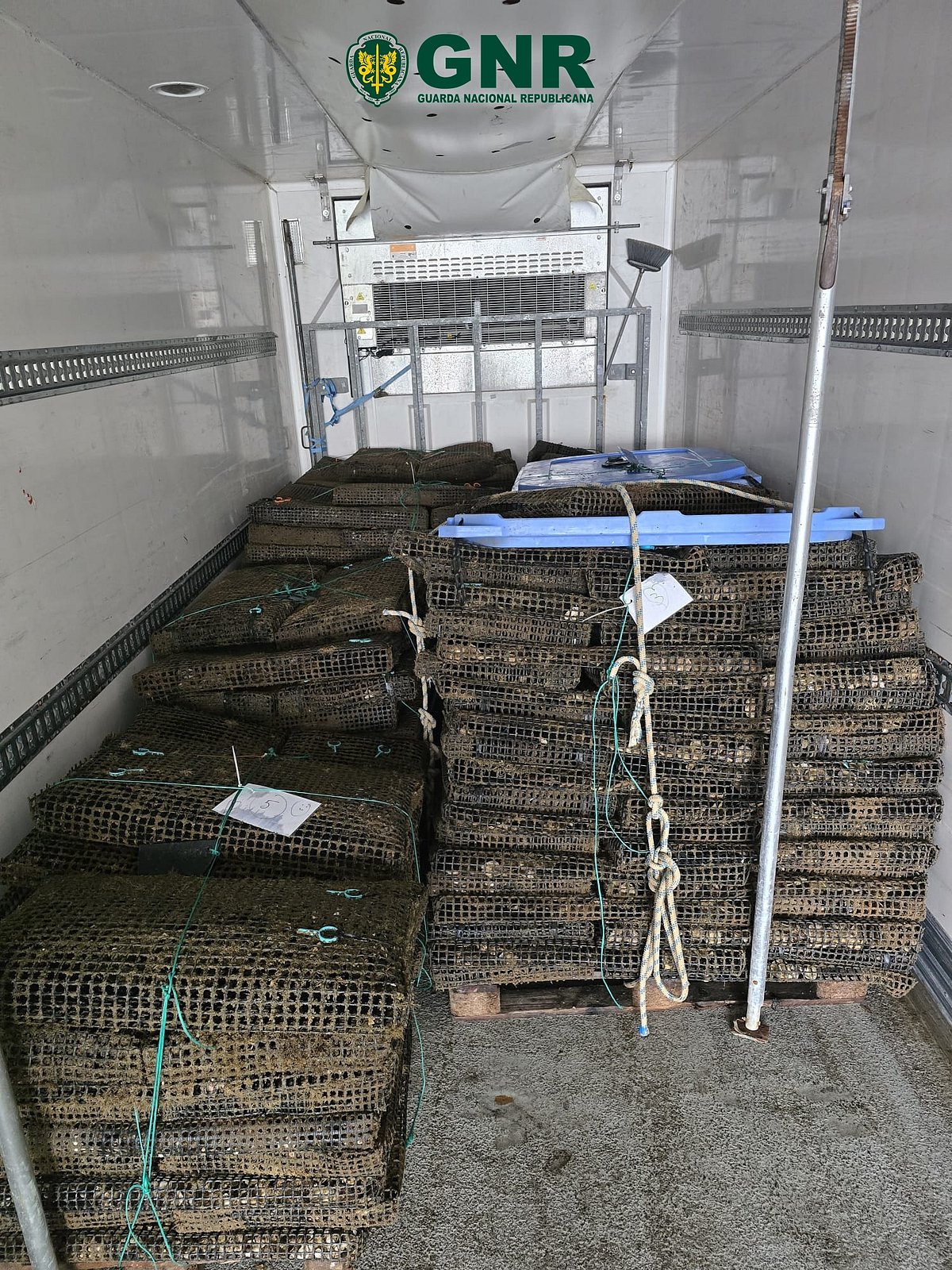 GNR seizes about a tonne of oysters in Ílhavo