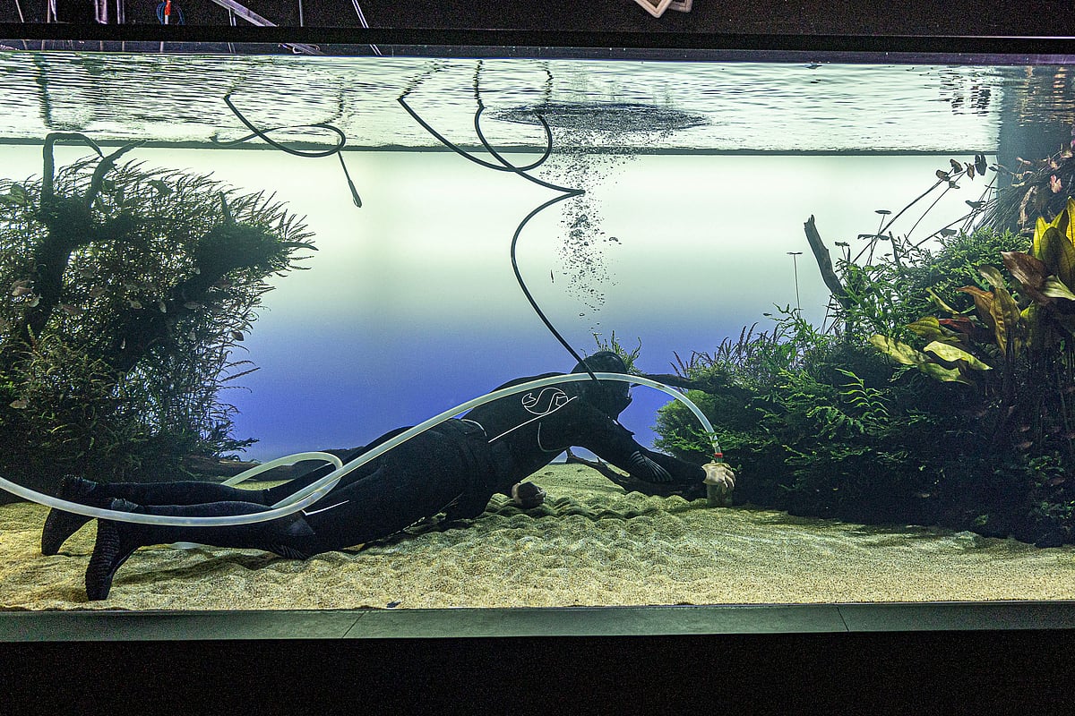 A dive into what happens inside the 'Underwater Forests'
