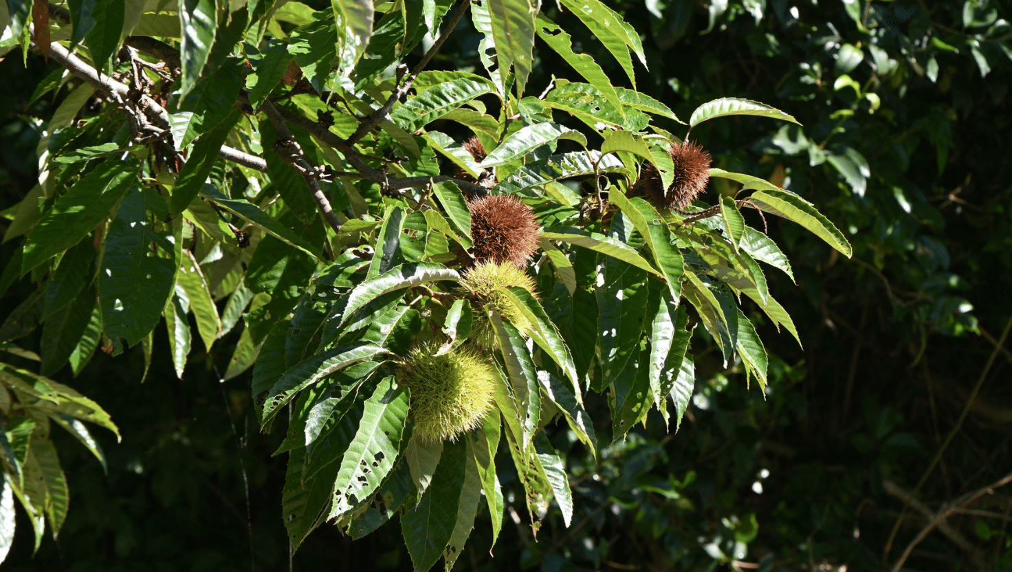 Following study, the chestnut tree plague may have an end