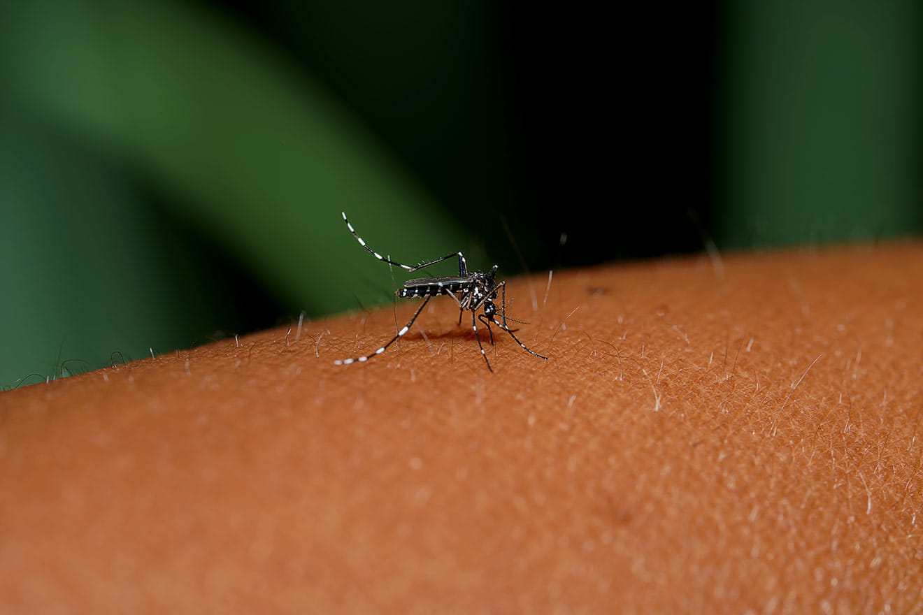 Could yellow fever return to Europe? Portuguese researcher says there is a risk