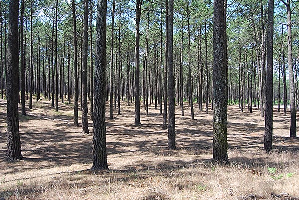 Leiria forest to sell storm-damaged timber