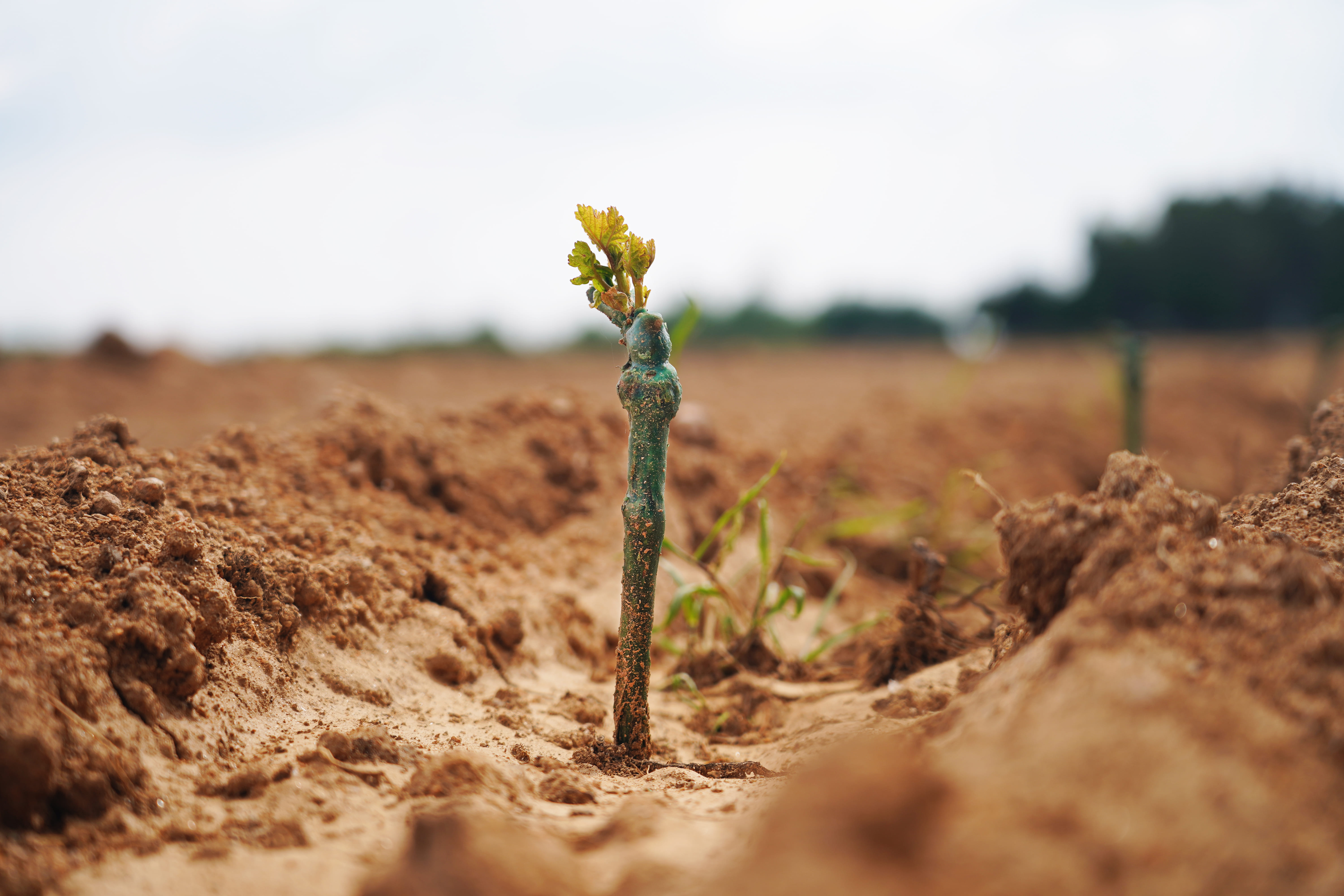 Sogrape accelerates sustainability with an investment of over 3.7 million euros in 2025