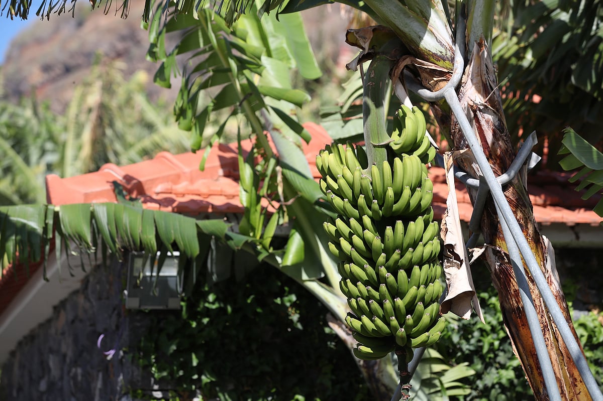 Produtores da banana da Madeira pedem subida de até 50 cêntimos por quilo