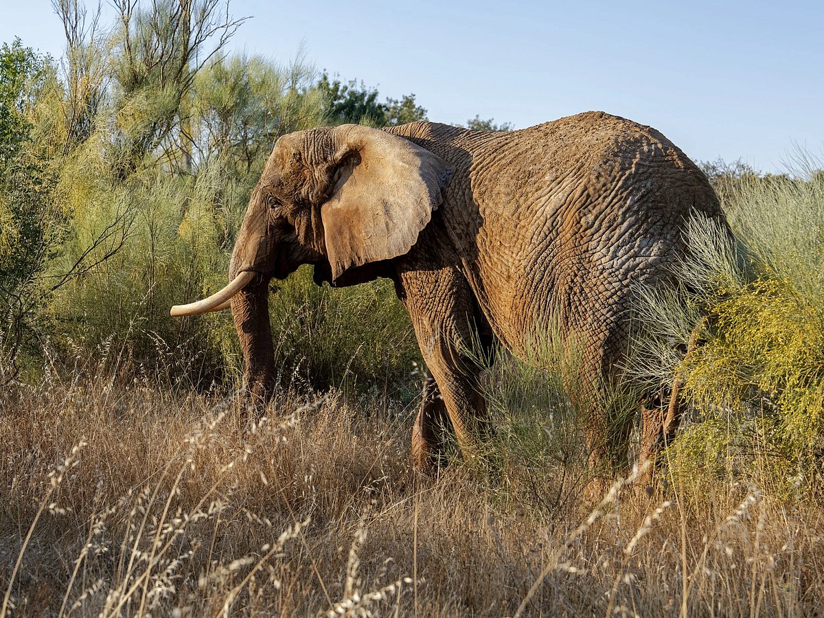 Last circus elephant in Portugal now lives in an Alentejo sanctuary