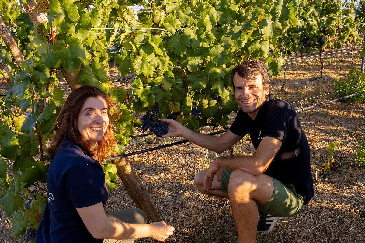 Óscar Quevedo: "30% das empresas de vinho vão desaparecer nos próximos 10 anos"