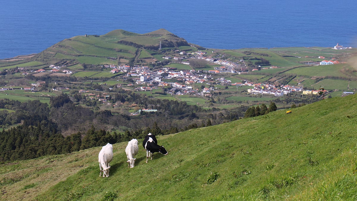 “Dramatic situation”: São Miguel milk producers fear losing 15 million euros