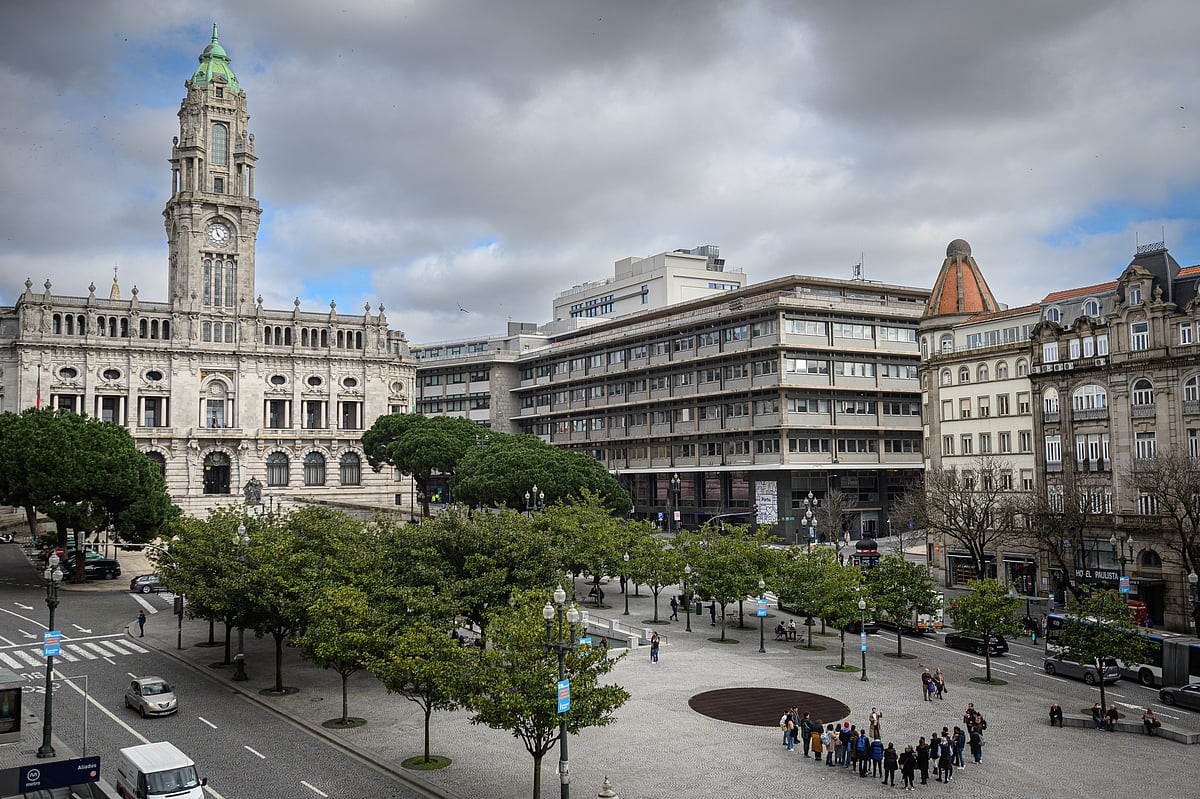 Porto City Council orders urgent felling of 19 trees on Avenida dos Aliados for safety reasons