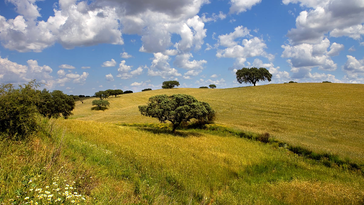 Alentejo festival features Brazil as guest country and a samba circle