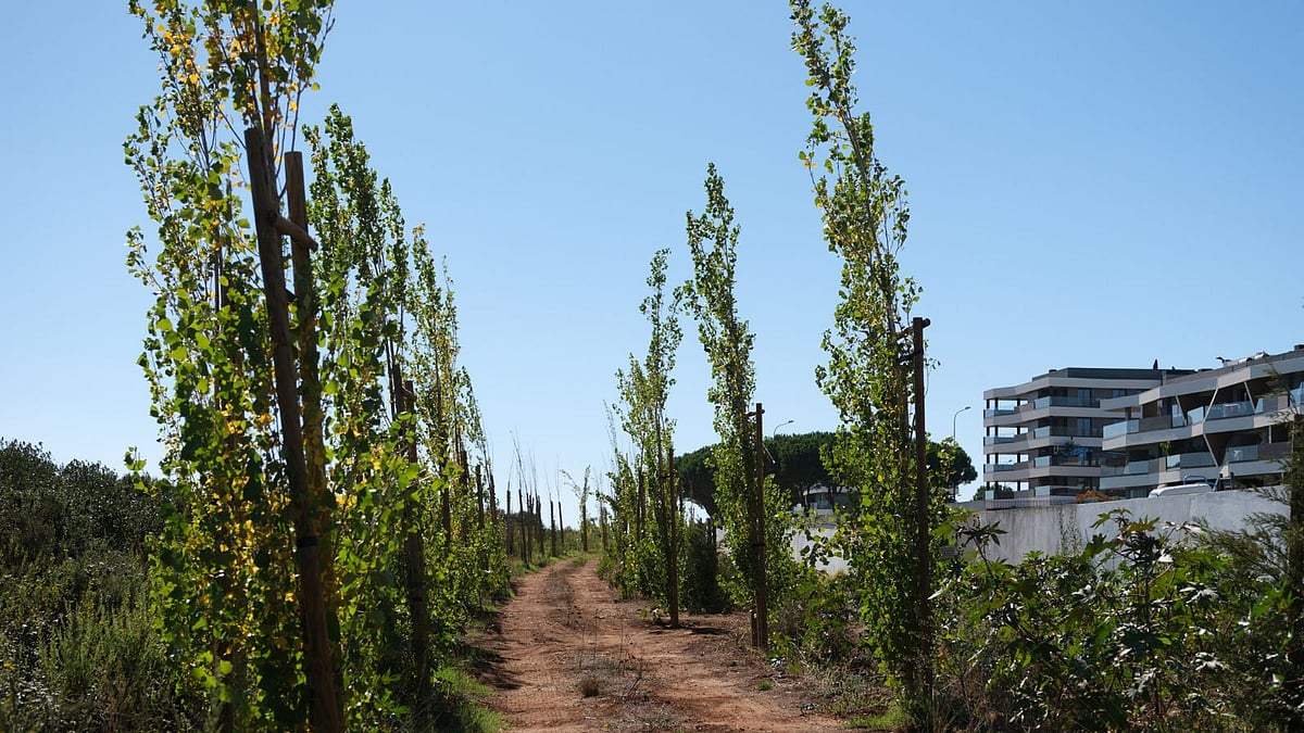 Oeiras: Court of Appeal rejects injunction against 'wall' of trees planted next to housing development