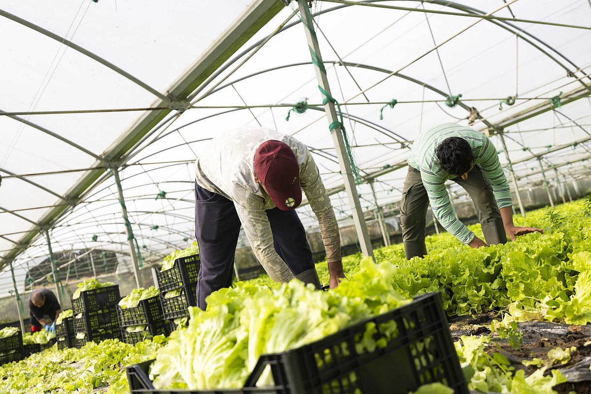 Report identifies high human trafficking risks in agriculture