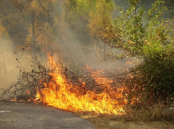 Quatro concelhos em perigo máximo de incêndio