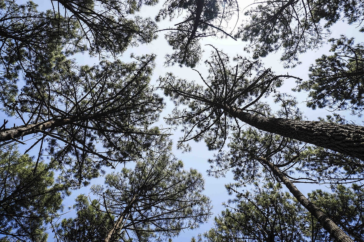 Private owners to receive vouchers for forest clearing
