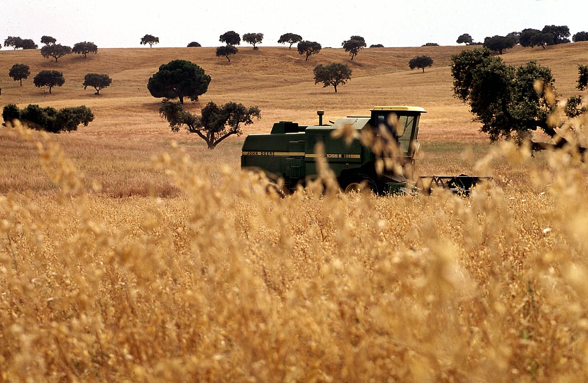 Following an oil shock, a food shock may come due to fertilisers