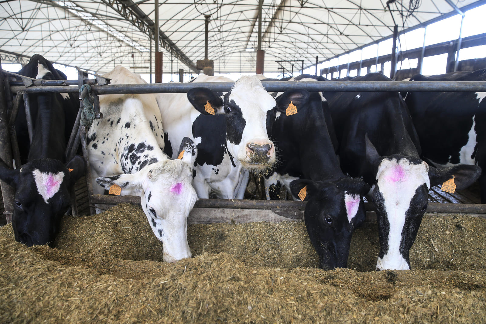 Animal welfare certification suspended for organisations affected by severe weather