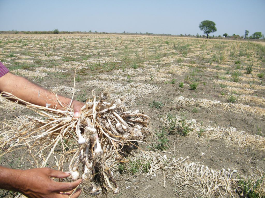 मध्य प्रदेश: लहसुन क्यों सस्ता बेचने को मजबूर हैं किसान?