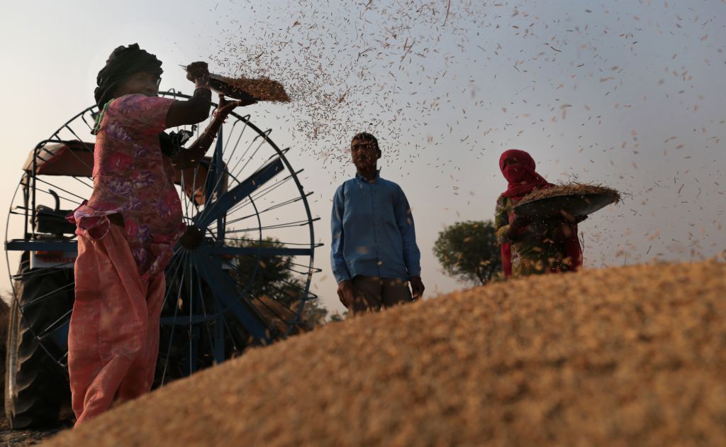 सीधी बिजाई वाली धान की कटाई शुरू, मंडी में सरकारी खरीद करे सरकार