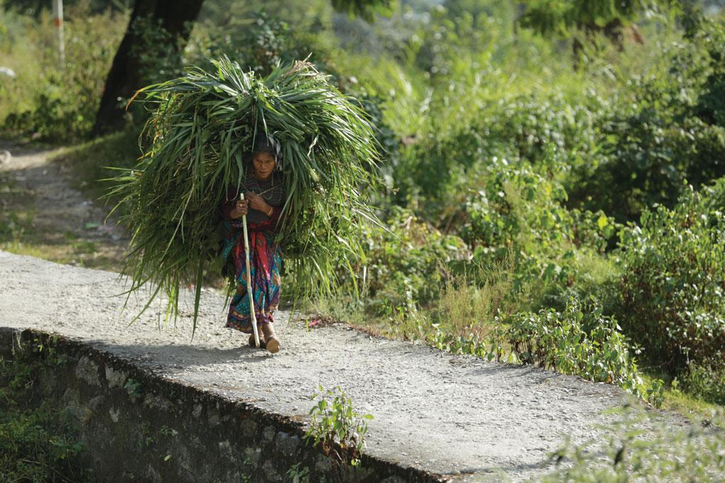 मंडल घाटी की चेता देवी को पहले सुबह 4 बजे उठकर पहाड़ के ढलान पर उगी घास लाने के लिए जाना पड़ता था और लौटने में दोपहर हो जाया करती थी। अब ग्रामीणों ने गांव के खाली पड़ी जमीन पर जंगल उगा लिया है, इसलिए चेता देवी को अब चारे के लिए दूर नहीं जाना पड़ता।