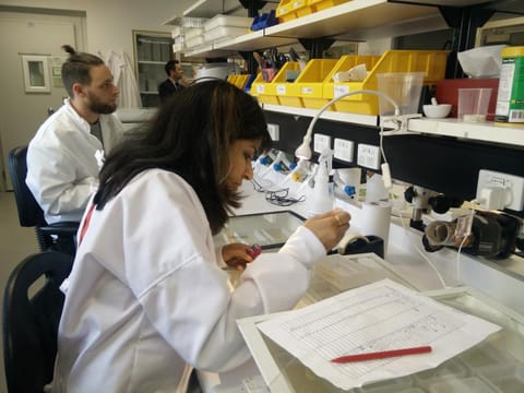 मोनाश यूनिवर्सिटी की डेंगू लैब में कार्यरत वैज्ञानिक। फोटो : दिनेश सी. शर्मा 
