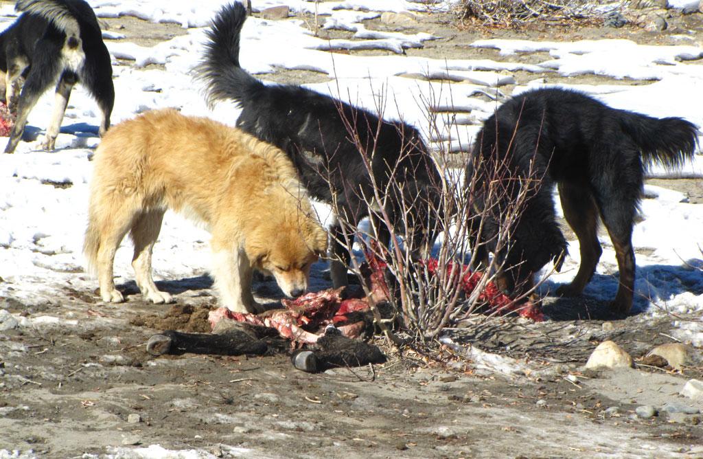 जंगली जानवरों से ज्यादा कुत्तों ने मवेशियों को शिकार बनाया है। मवेशियों के  सबसे बड़े भक्षक कुत्ते बन गए हैं (फोटो सौजन्य: चंद्रिमा होम)