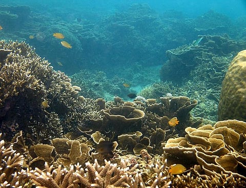 Credit: Wikimedia commons 