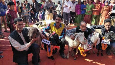 11 मार्च को टिहरी के पतवारी गांव में बकरियों का स्वयंवर कर लोगों को पशुपालन के लिए प्रोत्साहित करने की कोशिश की गई (फोटो : वर्षा सिंह)