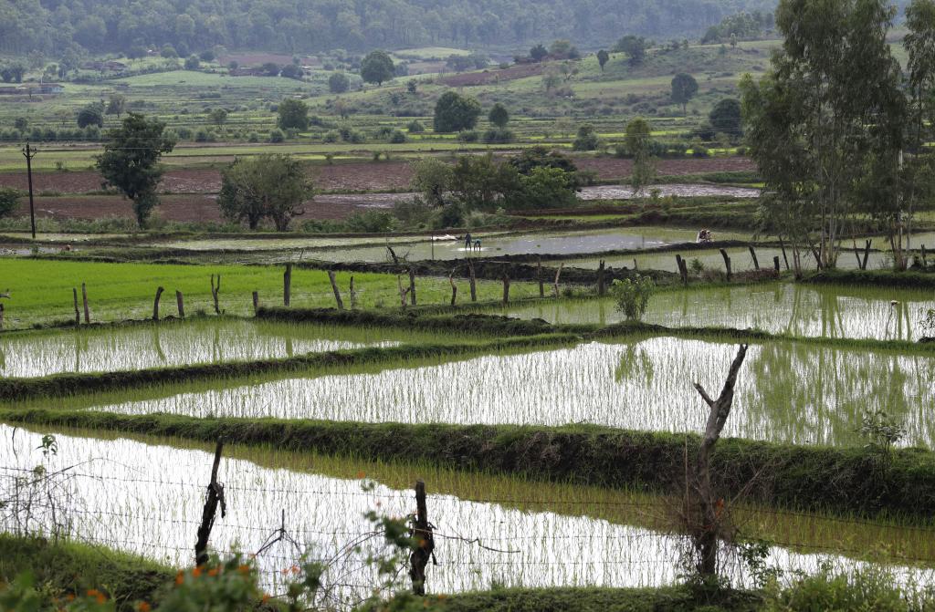हरियाणा: धान की खेती के लिए अब नहरों से नहीं मिलेगा अतिरिक्‍त पानी