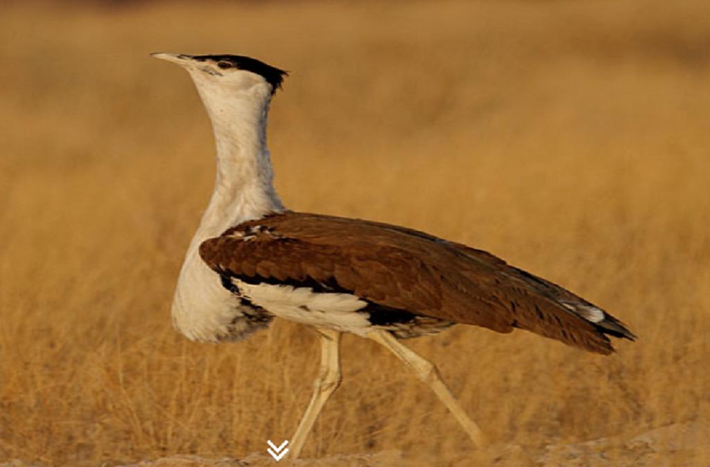 राजस्थान में दिखावा साबित हुआ राज्य जैव-विविधता बोर्ड 