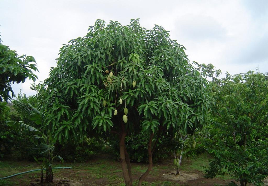 Photo: Creative commons 