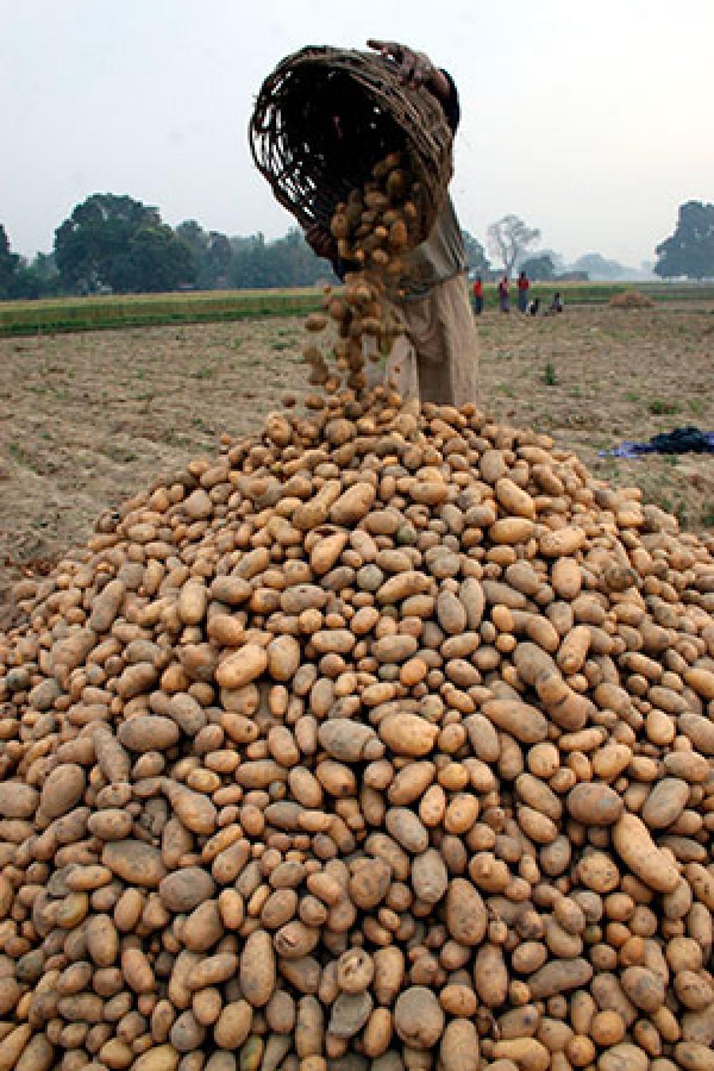 पेप्सिको ने गुजरात के किसानों पर बौद्धिक संपदा अधिकारों का उल्लंघन करने के आरोप में मुकदमा दायर किया। यह मुकदमा 2016 में कंपनी द्वारा पंजीकृत दो आलू किस्मों में से एक “एफएल-2027” की खेती को लेकर किया गया (रॉयटर्स)