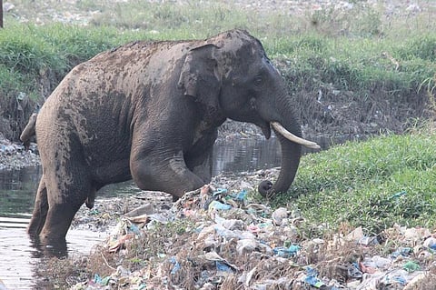 वन संरक्षक डॉ. पराग मधुकर धकाते द्वारा सोशल मीडिया पर शेयर की गई तस्वीर। 