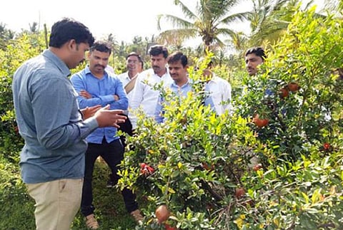 अनार के पौधों का निरिक्षण करते हुए डॉ मंजूनाथ (बाएं से दूसरे) और अन्य वैज्ञानिक। फोटो: साइंस वायर