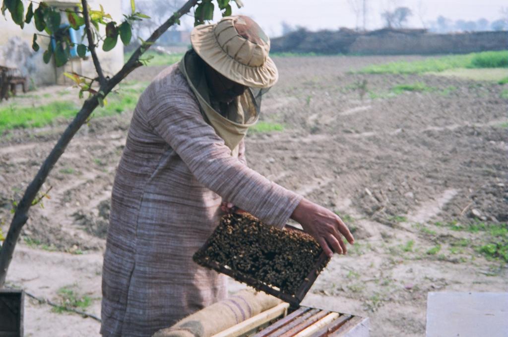 सीएसई हनीफ्रॉड खुलासे का असर: मधुमक्खी पालकों को पांच साल बाद मिल रही शहद की दोगुनी कीमत 
