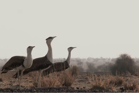 फोटो: वर्षा सिंह 